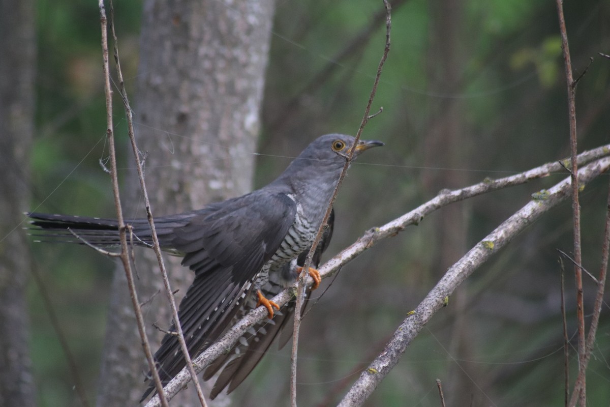 Common Cuckoo - Joaquín Salinas