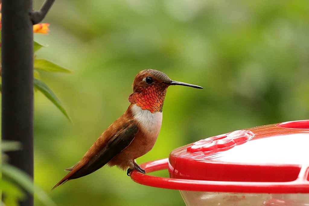 Rufous Hummingbird - ML175464091