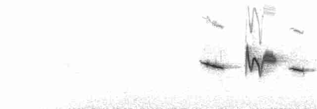 White-bellied Redstart - ML175465901