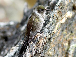  - White-bearded Helmetcrest