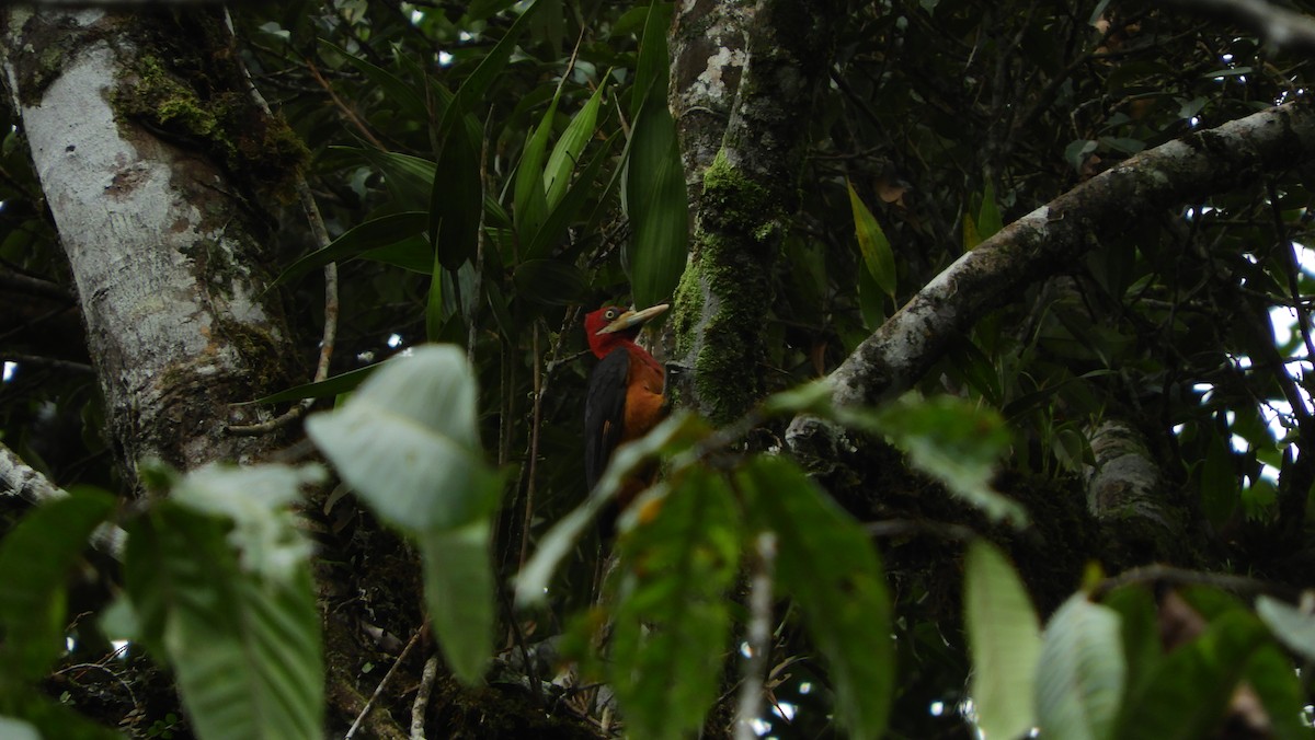 Red-necked Woodpecker - ML175473751