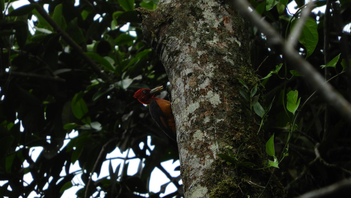 Red-necked Woodpecker - ML175473761