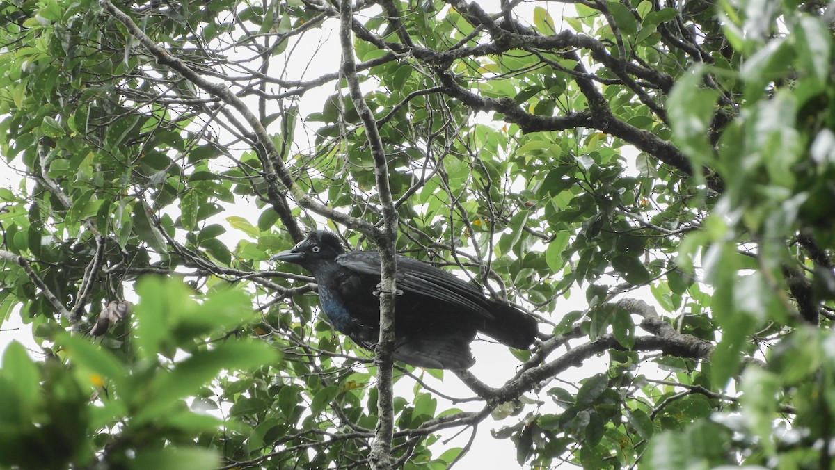 Amazonian Umbrellabird - Jorge Muñoz García   CAQUETA BIRDING