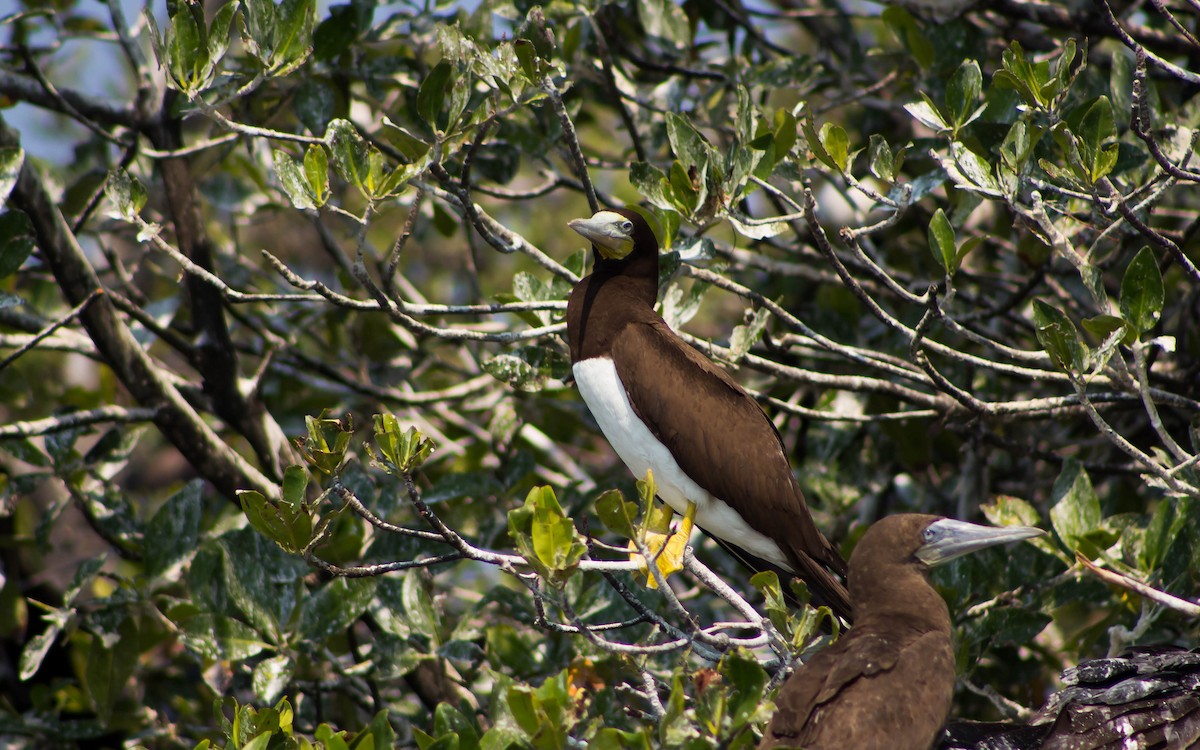 Brown Booby - ML175474661