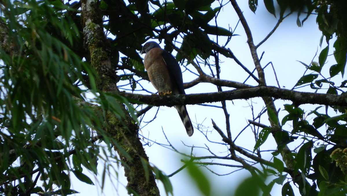 Double-toothed Kite - ML175474671