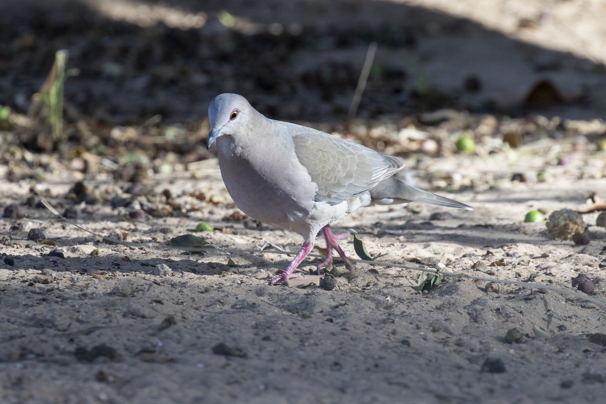 White-tipped Dove - Andy Jones