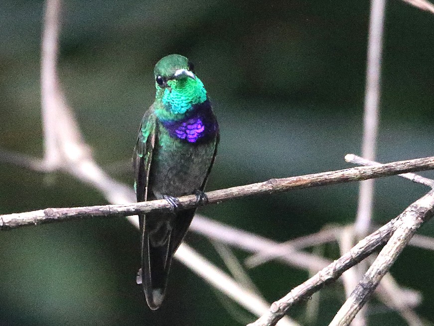 Violet-chested Hummingbird - Lorenzo Calcaño