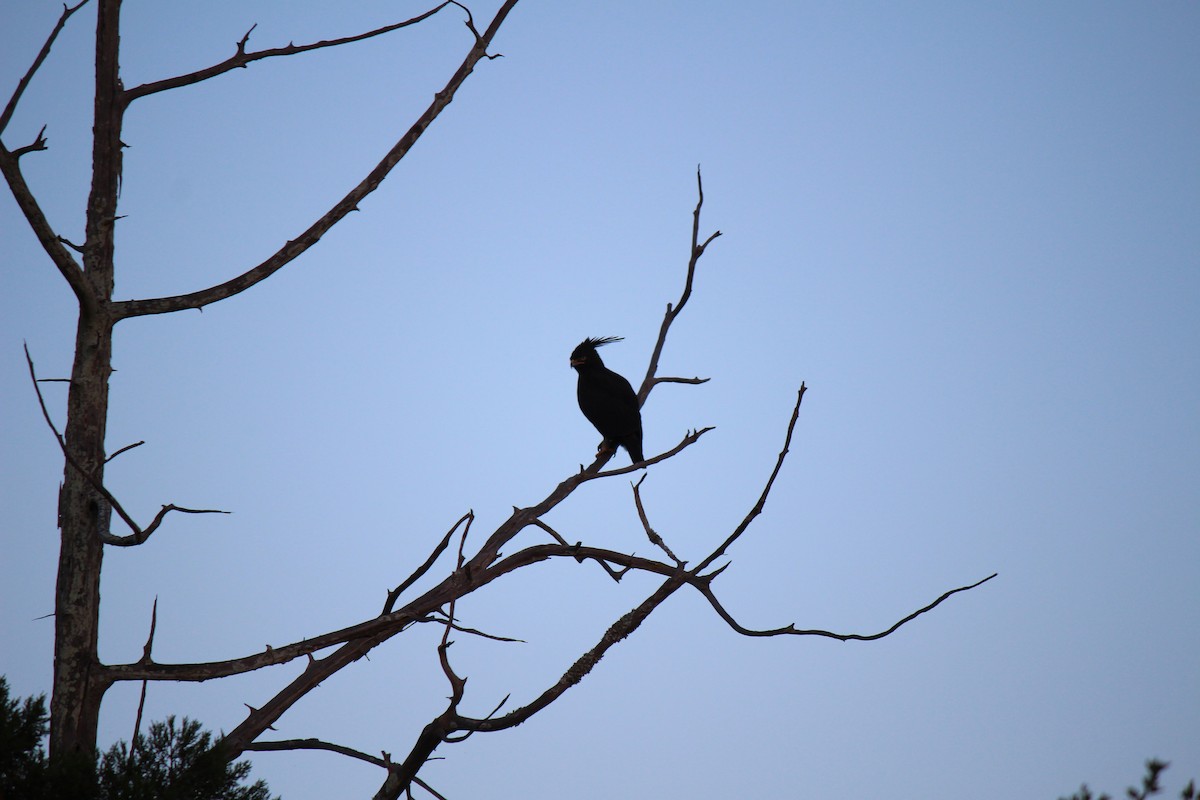 Long-crested Eagle - Jeremy Lindsell