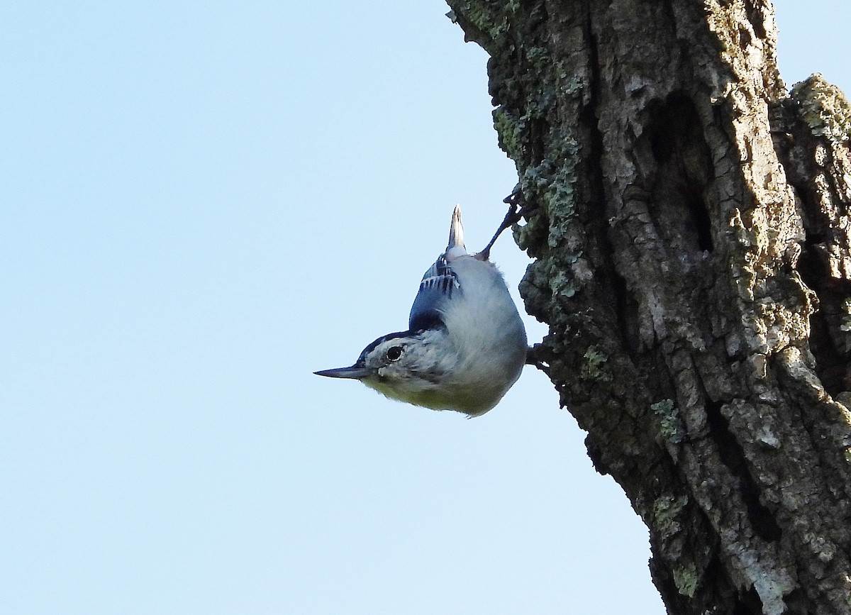 White-breasted Nuthatch - ML175483221