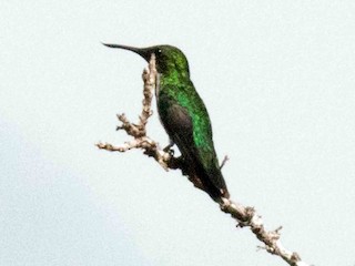  - Fiery-tailed Awlbill