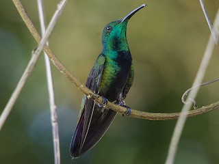 Green-throated Mango - eBird