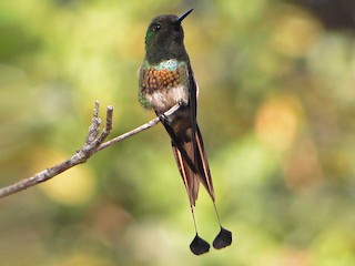  - Racket-tipped Thorntail