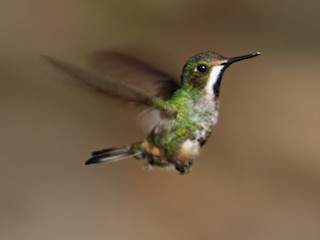  - Racket-tipped Thorntail