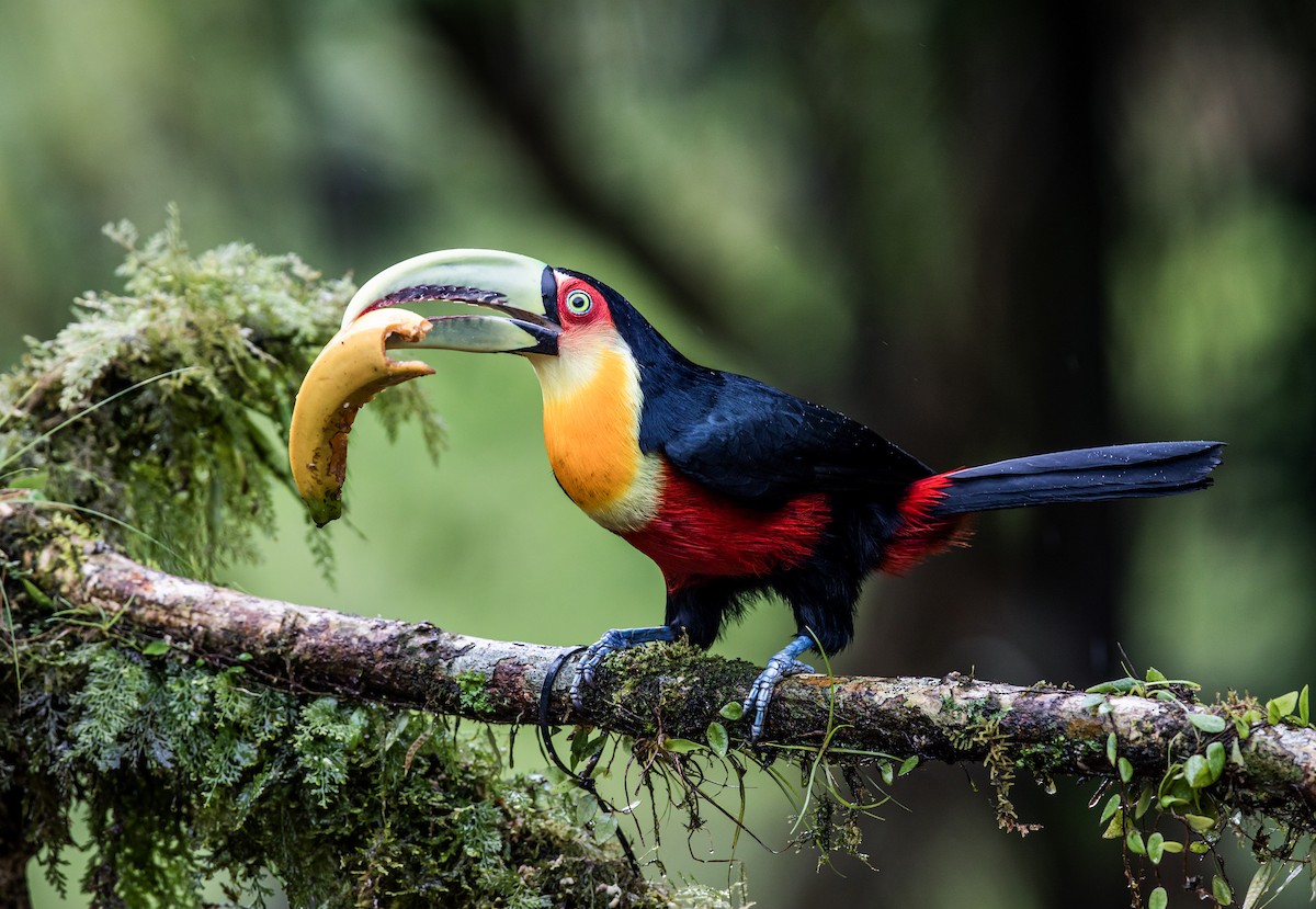 Red-breasted Toucan - ML175489751