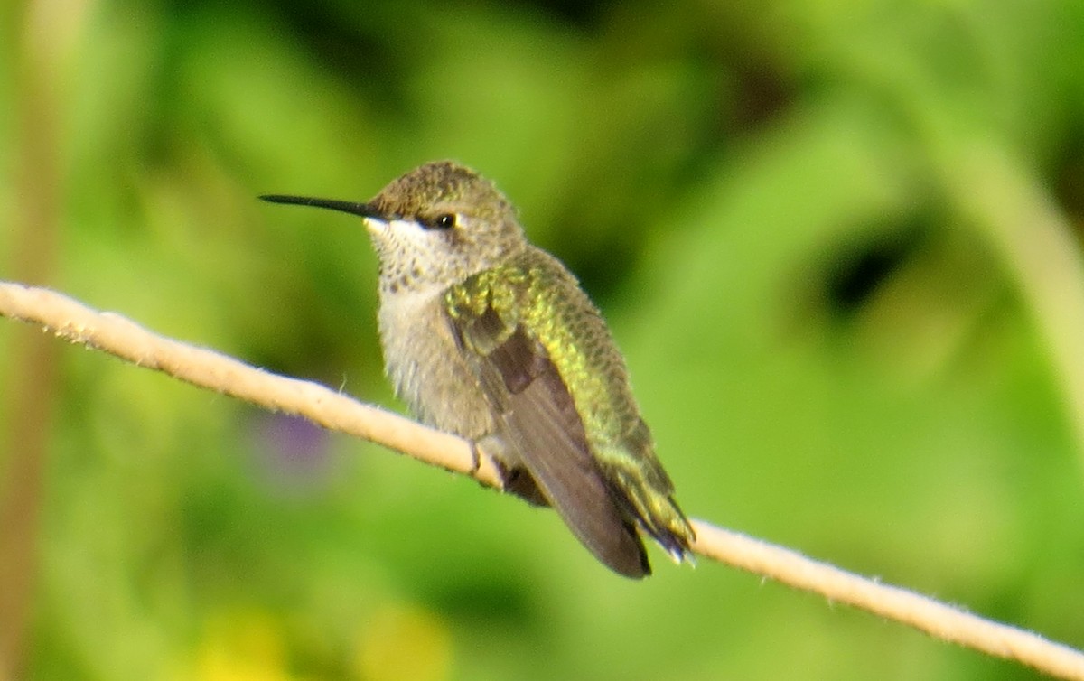 Calliope Hummingbird - Merri R
