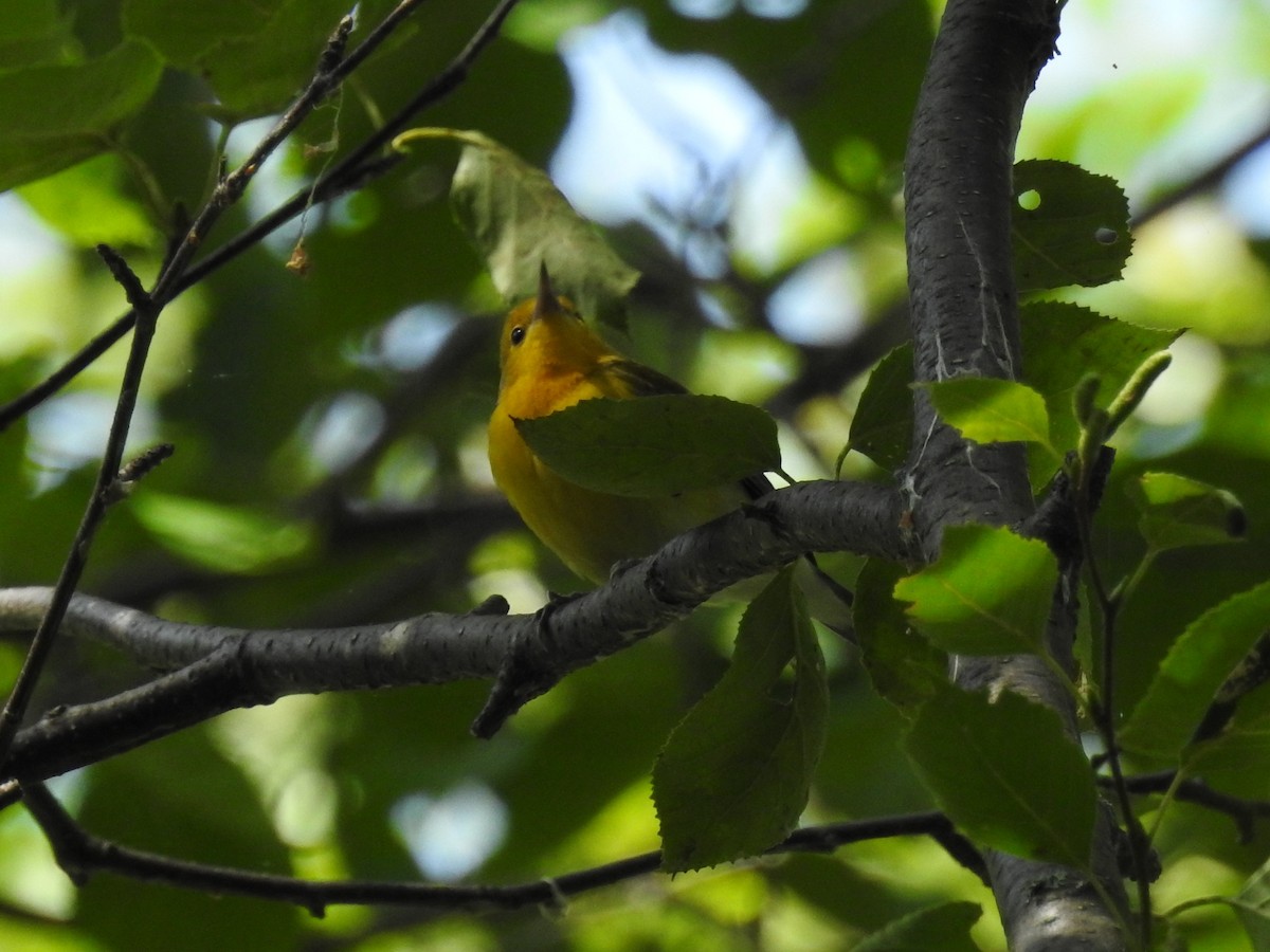Prothonotary Warbler - ML175490451