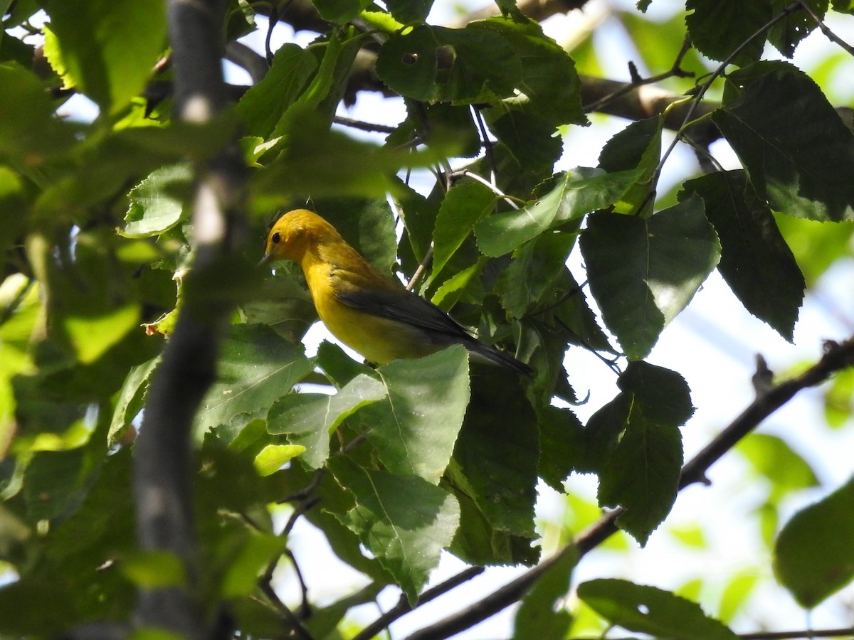 Prothonotary Warbler - ML175490511