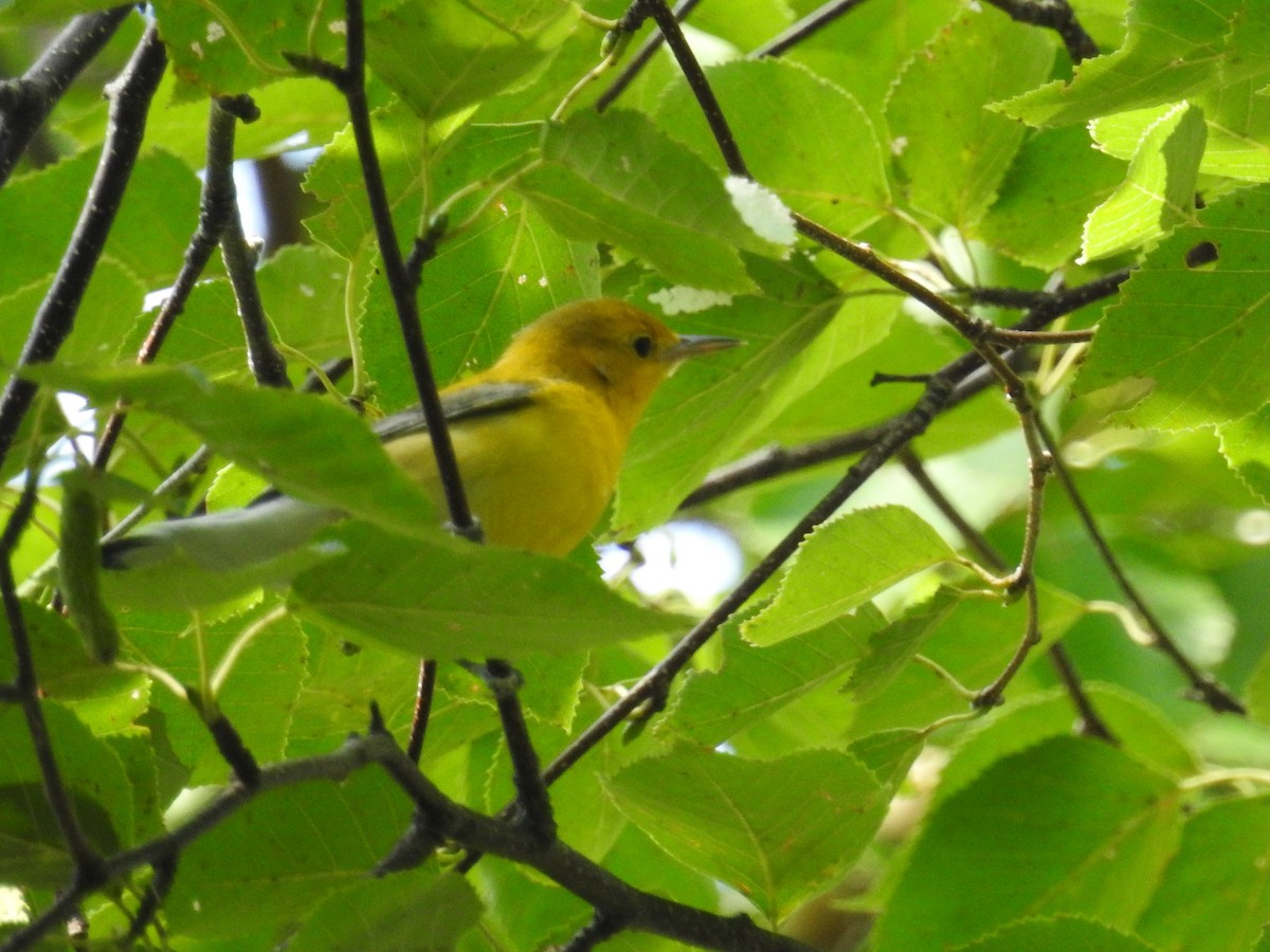 Prothonotary Warbler - ML175490521