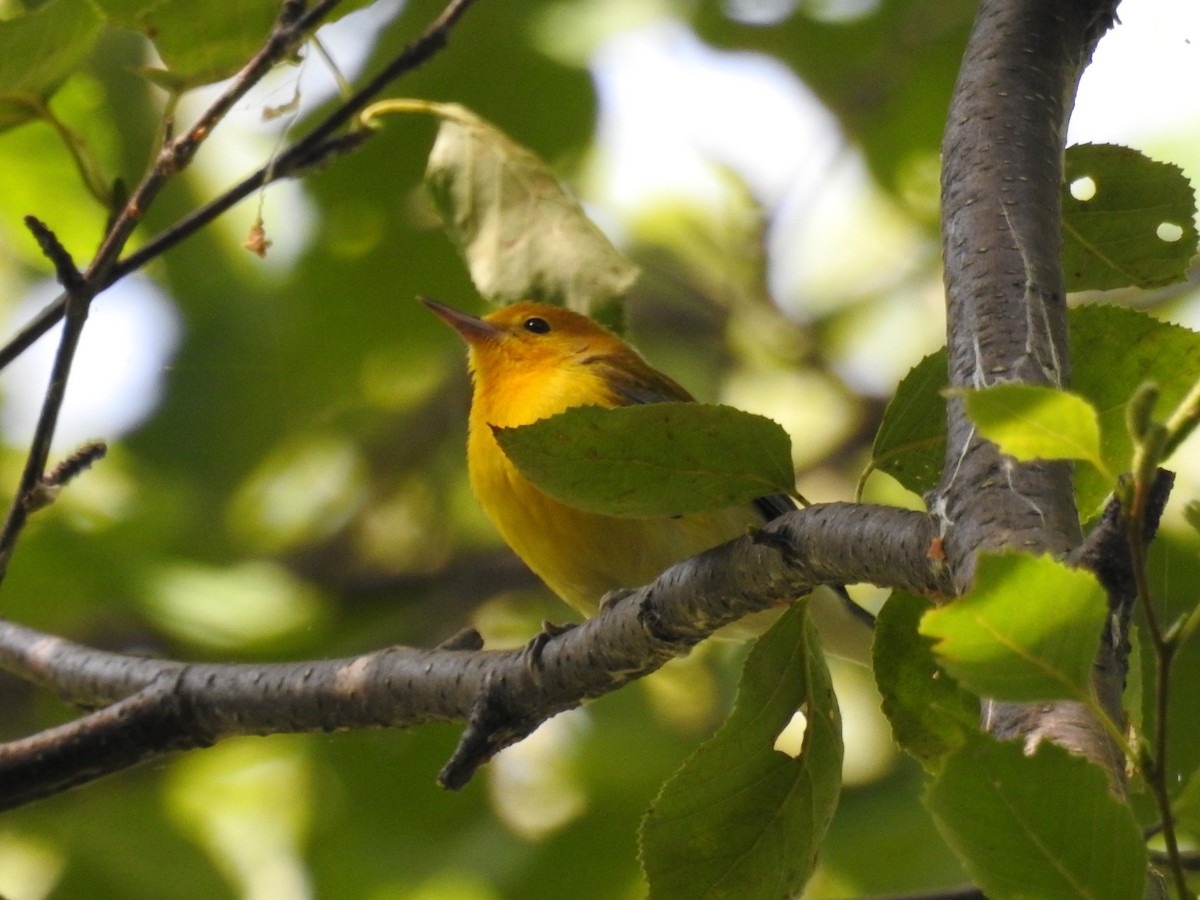 Prothonotary Warbler - ML175490531