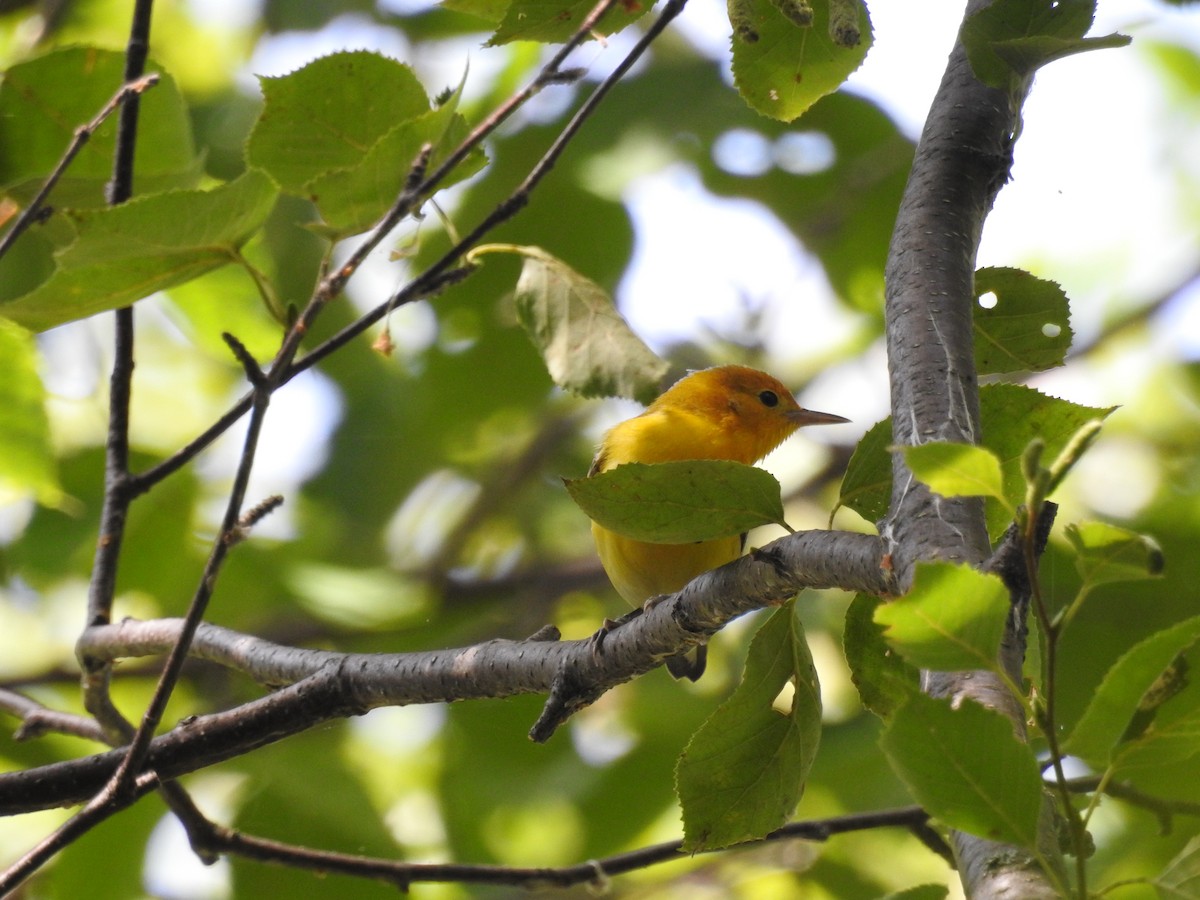 Prothonotary Warbler - ML175490651