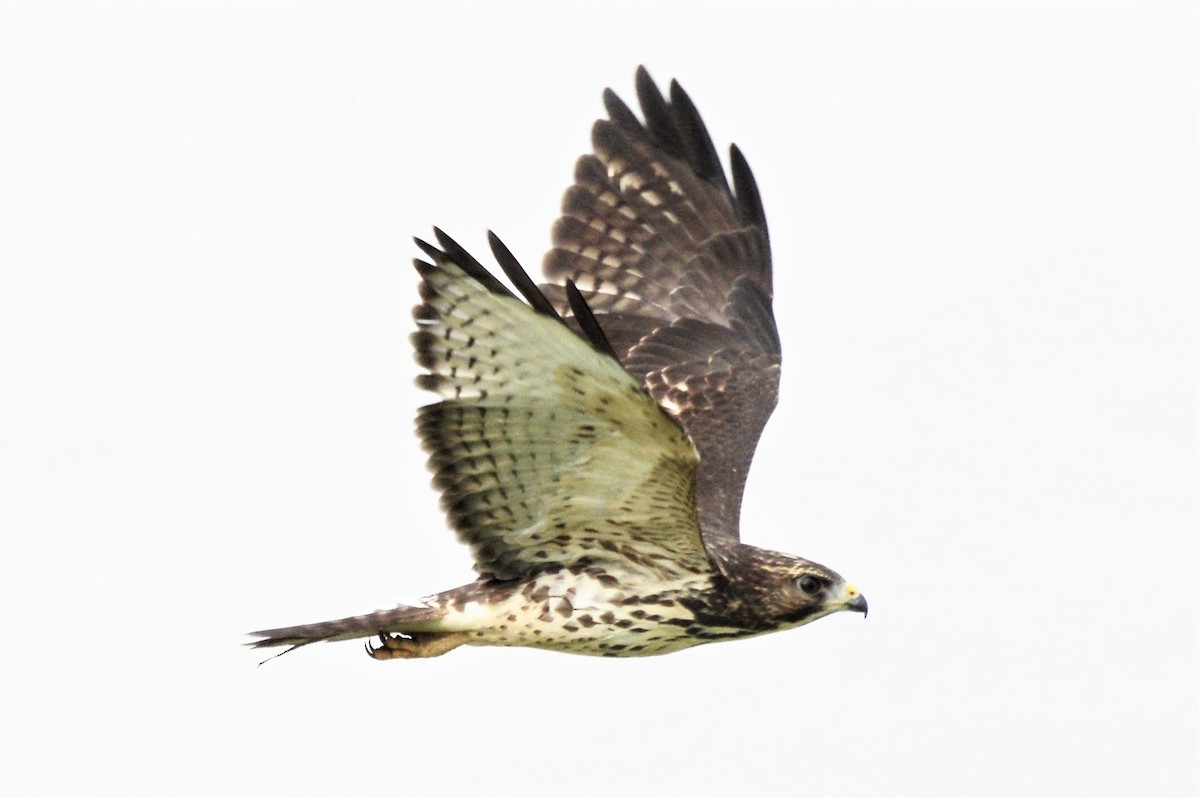 Broad-winged Hawk - ML175490791