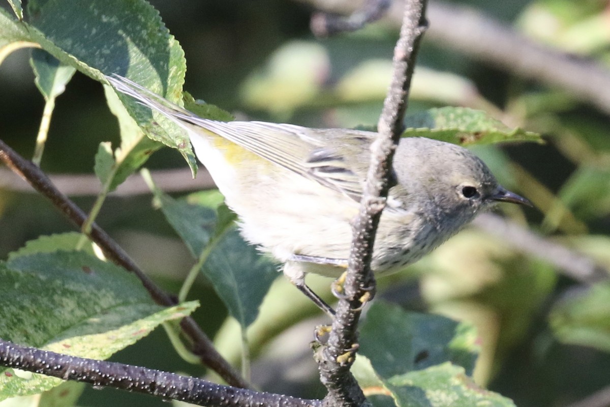 Cape May Warbler - Bruce Cole