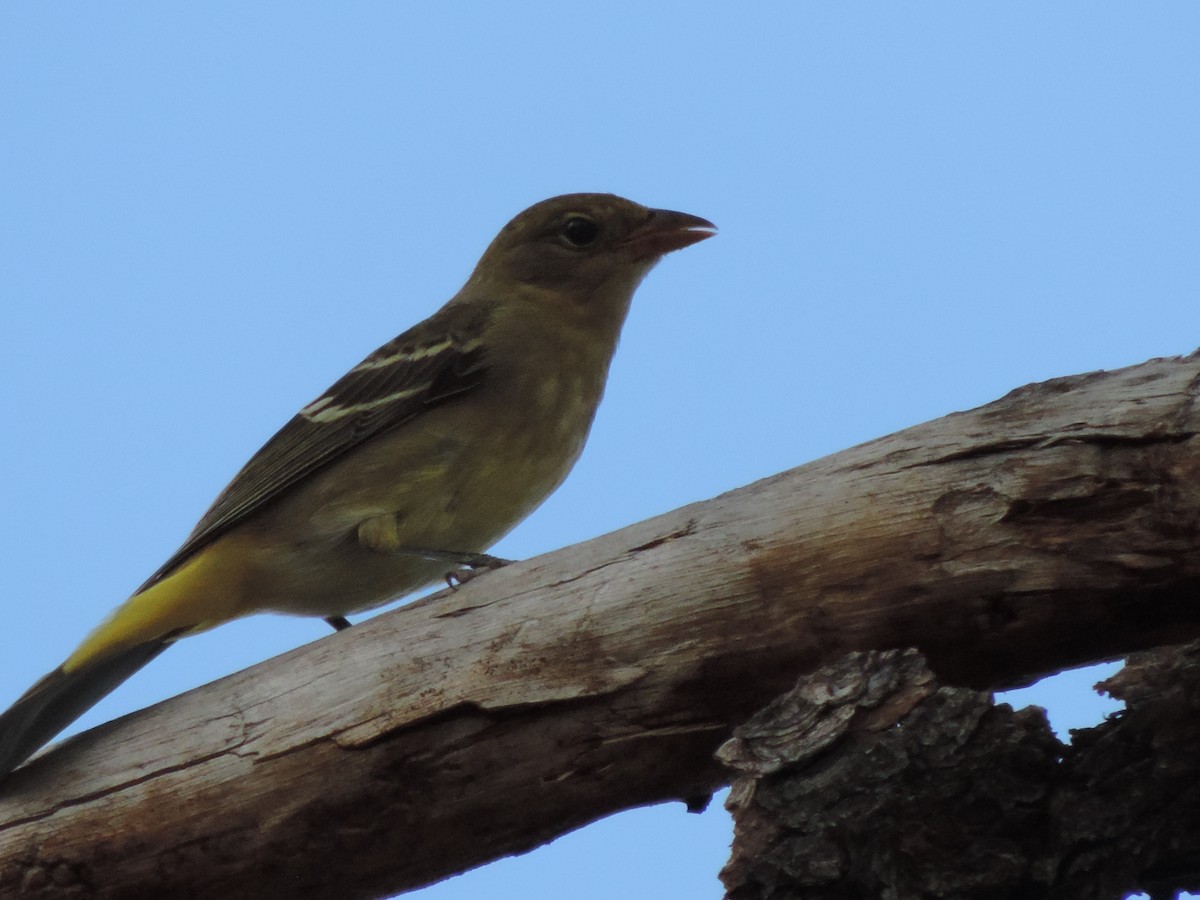 Western Tanager - Jonathan Geary