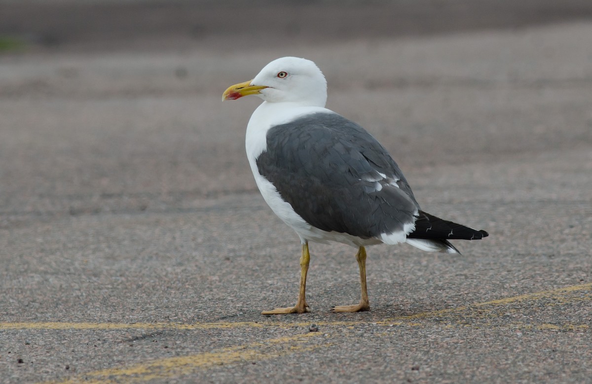 Lesser Black-backed Gull - ML175492731