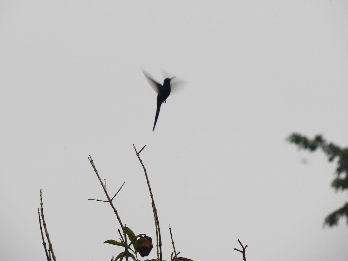 Swallow-tailed Hummingbird - ML175494501
