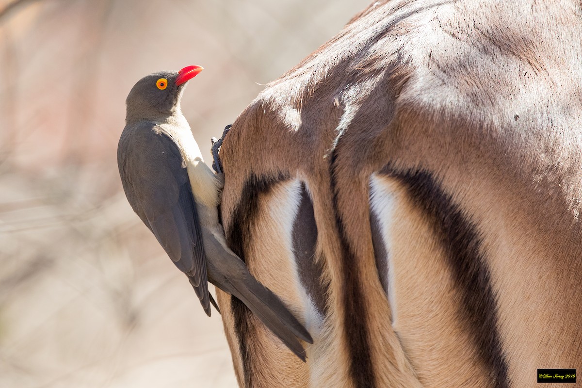 Red-billed Oxpecker - David Irving