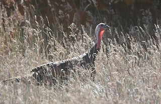 Wild Turkey, ML175501751