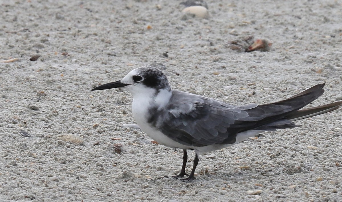 Black Tern - mitchell HARRIS