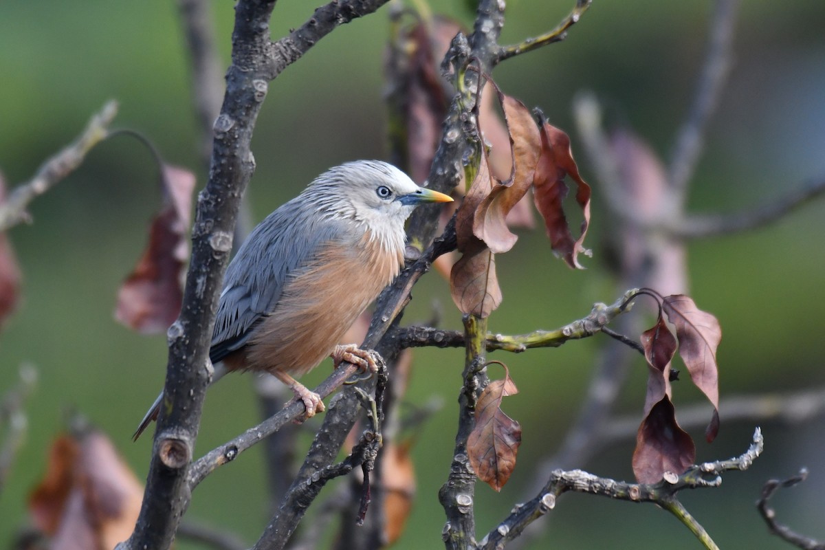 Chestnut-tailed Starling - ML175503181