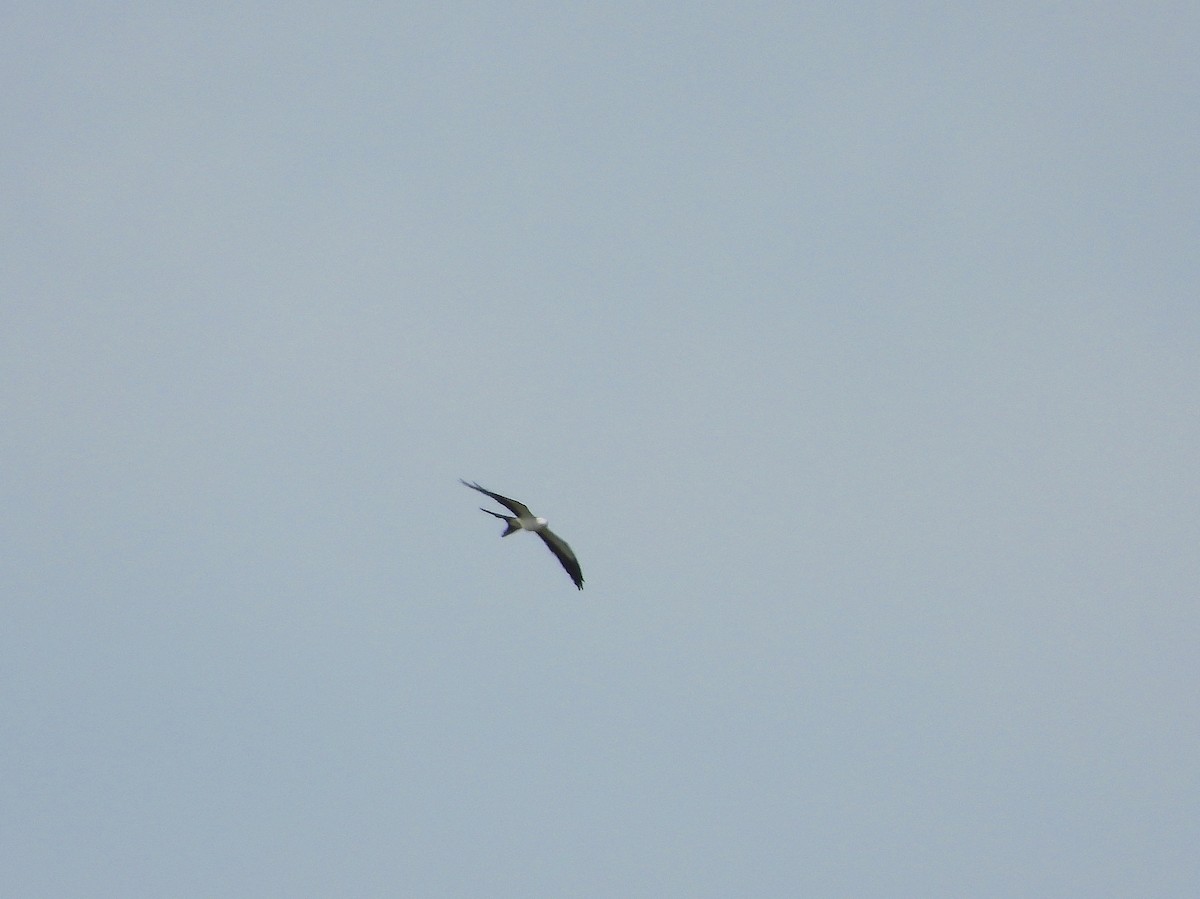 Swallow-tailed Kite - ML175504101