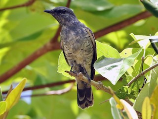 นกเพศผู้วัยรุ่น (Palau) - Thibaud Aronson - ML175506531