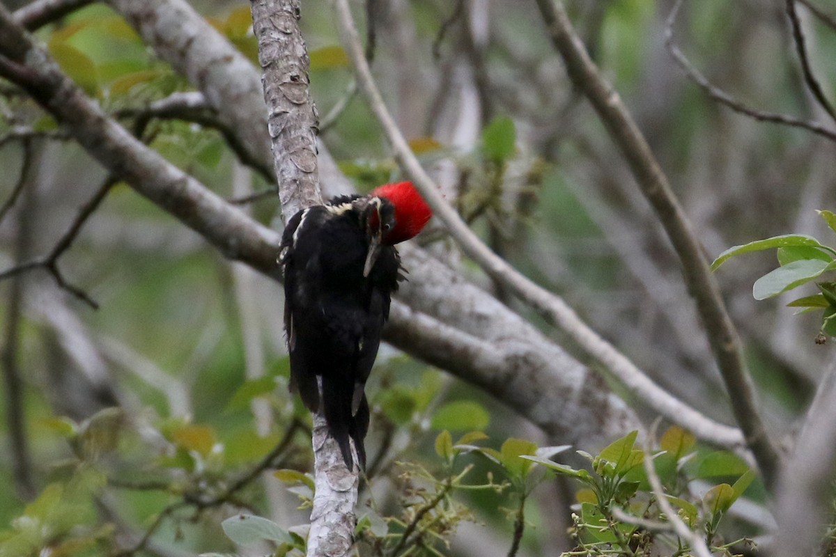 Lineated Woodpecker (Lineated) - ML175506611