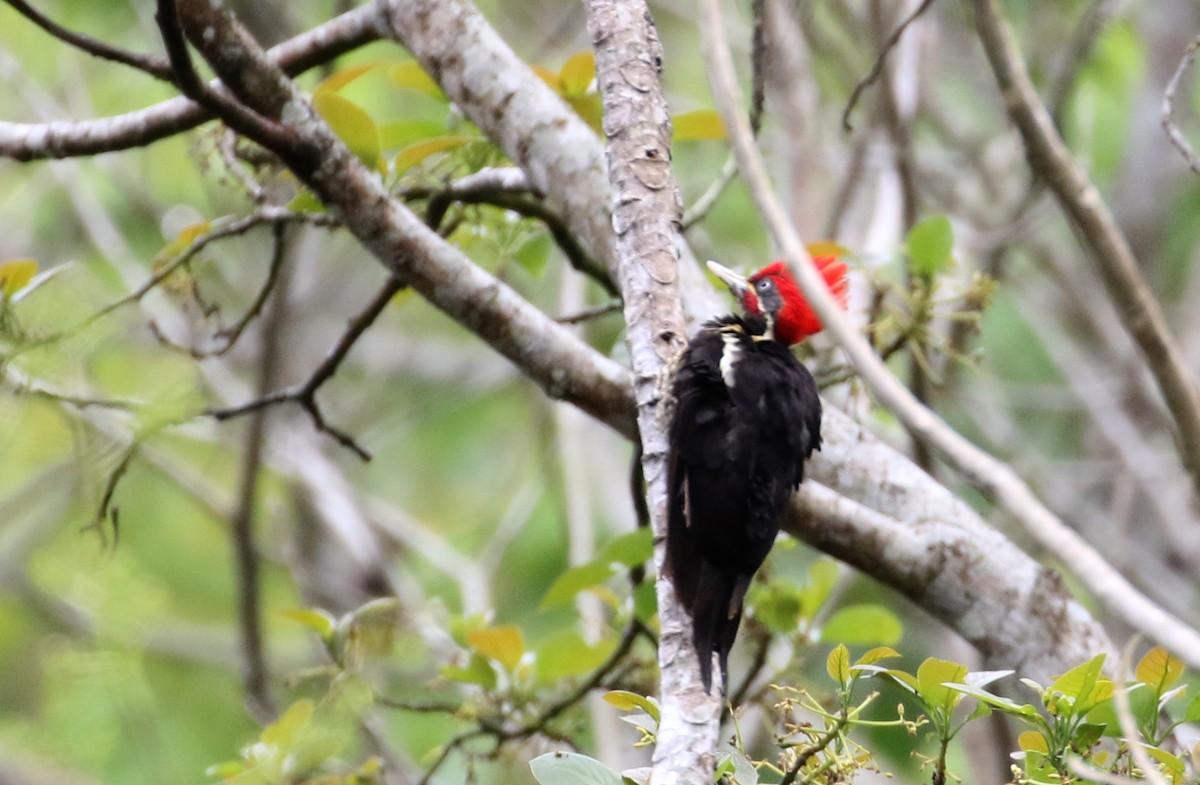 Lineated Woodpecker (Lineated) - ML175506621