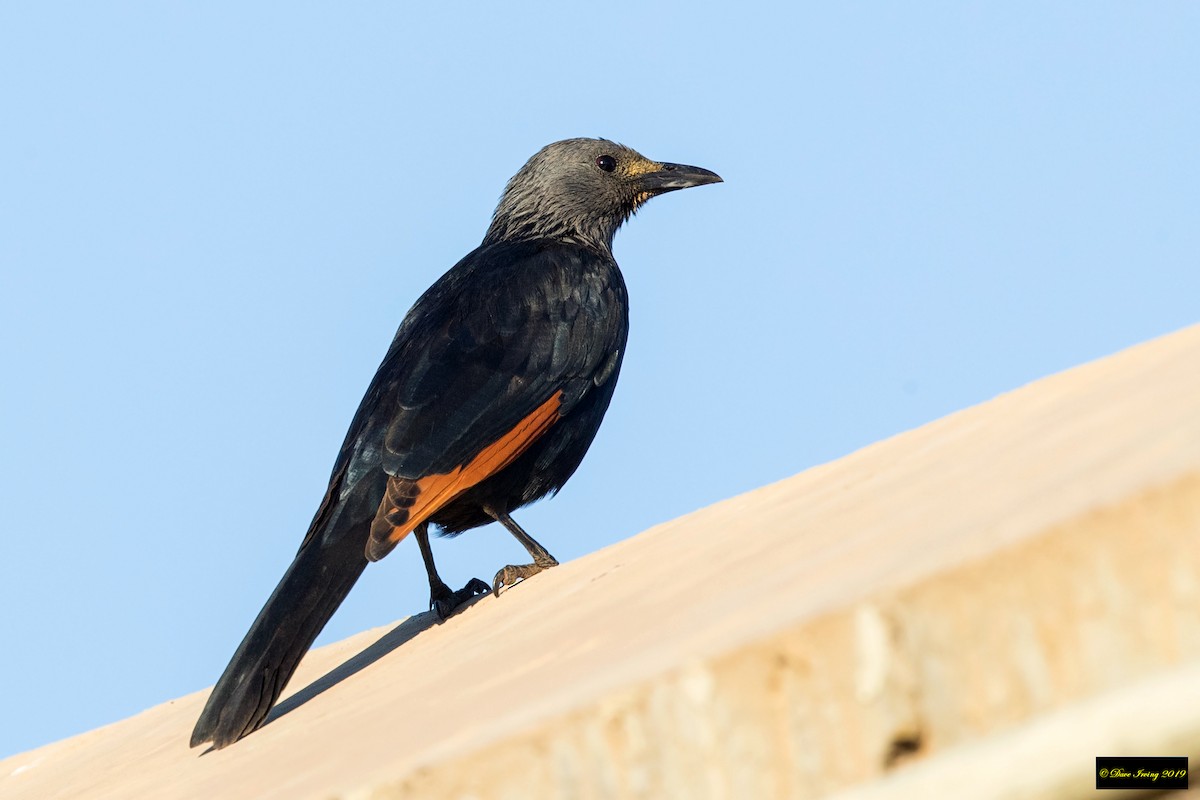 Red-winged Starling - ML175506711