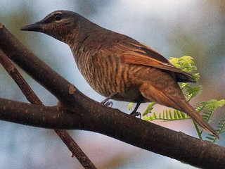 นกเพศเมียเต็มวัย (Moluccan) - Eric VanderWerf - ML175506821