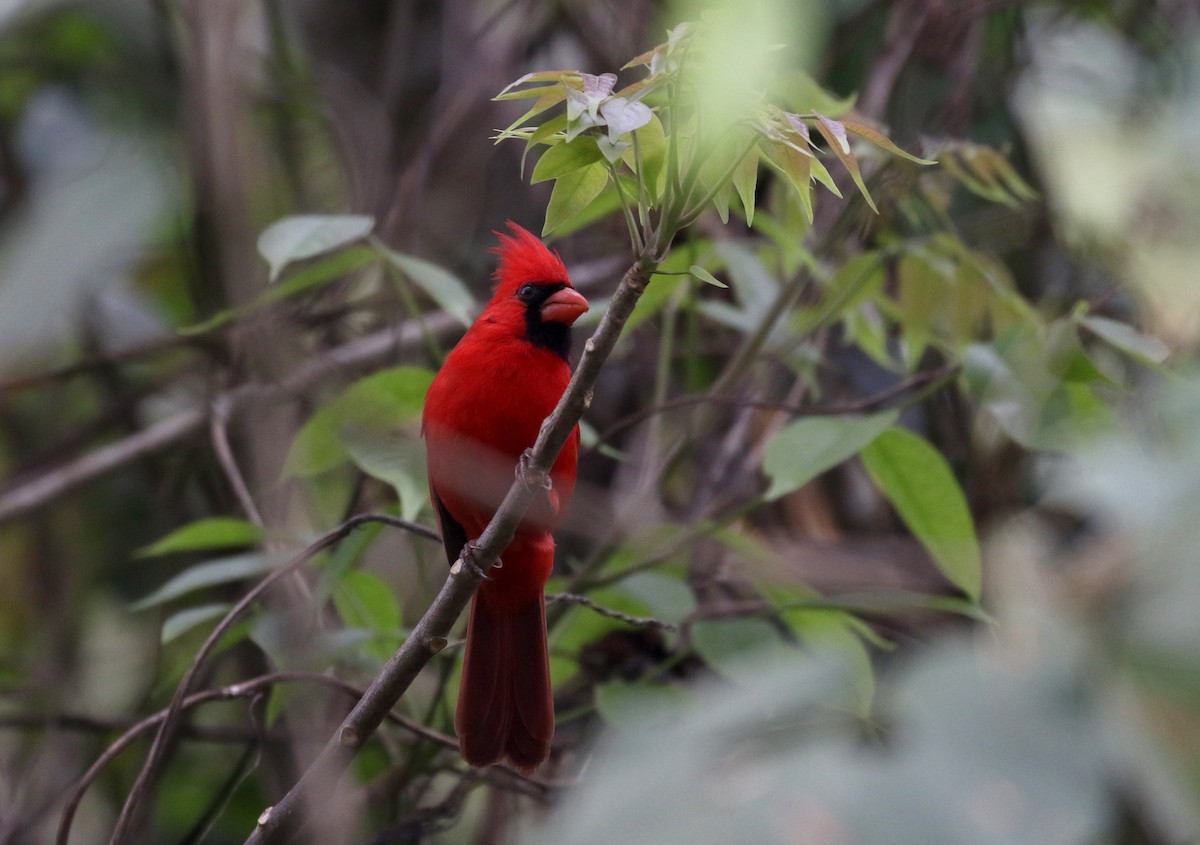Красный кардинал [группа cardinalis] - ML175506911