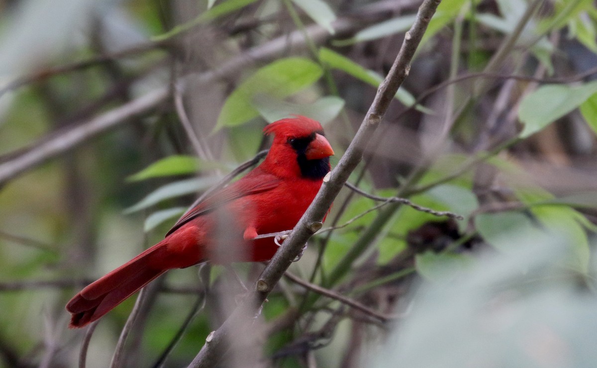Красный кардинал [группа cardinalis] - ML175507011