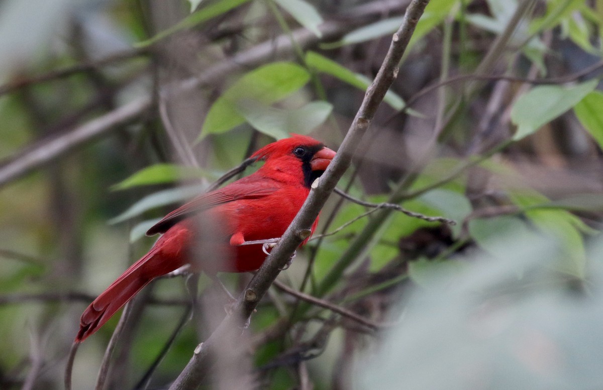 Красный кардинал [группа cardinalis] - ML175507021