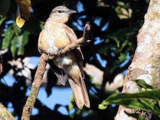 นกเพศเมียเต็มวัย (Melanesian) - Corey Callaghan - ML175507071