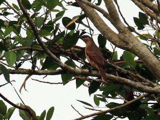 นกเพศเมียเต็มวัย (Melanesian) - Charles Davies - ML175507081
