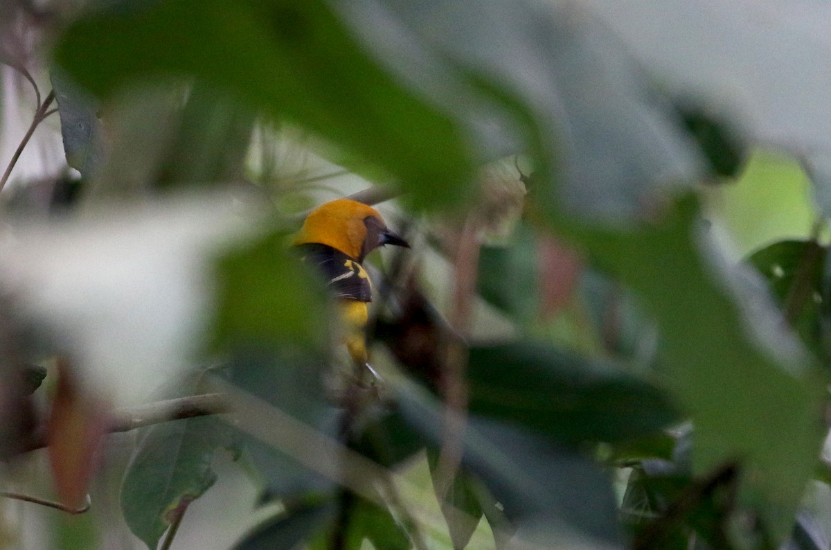 Yellow-tailed Oriole - ML175508301