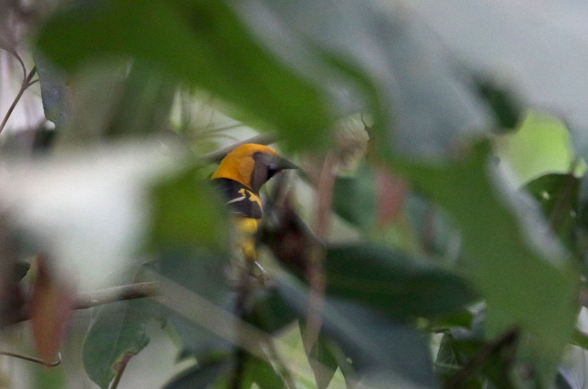 Yellow-tailed Oriole - ML175508311