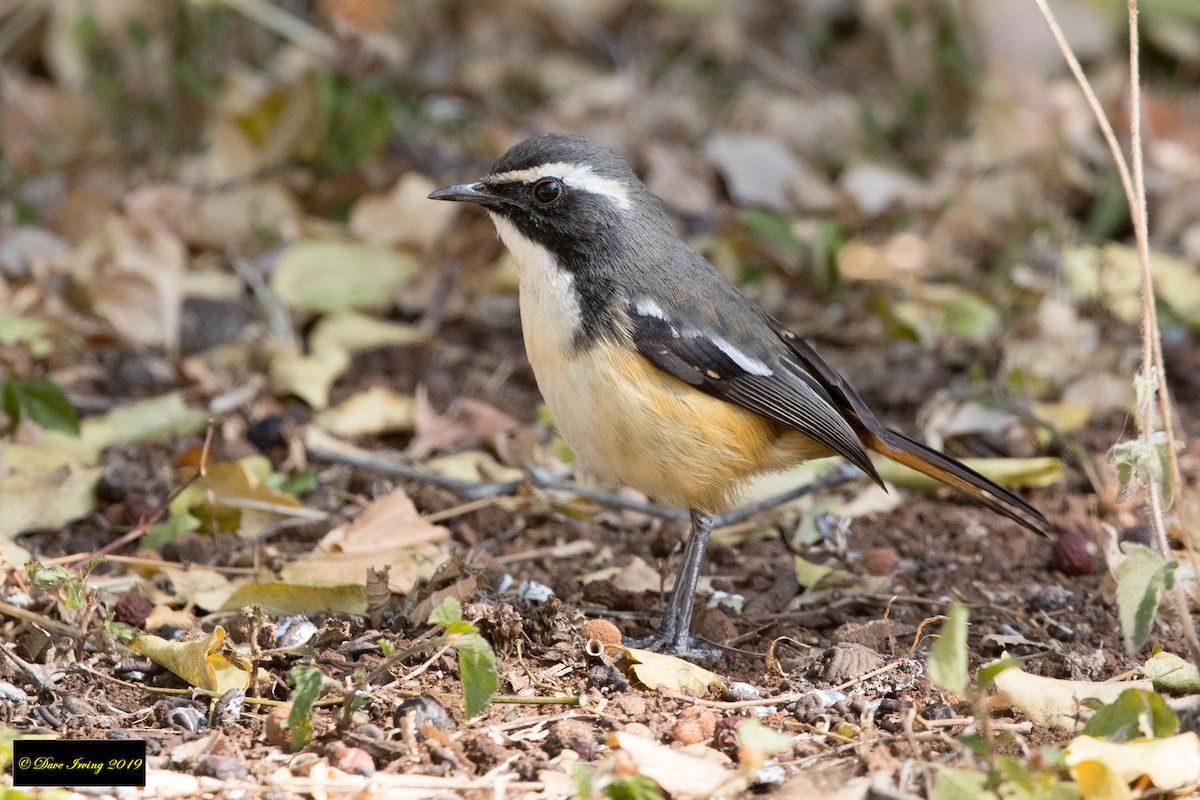 White-throated Robin-Chat - David Irving