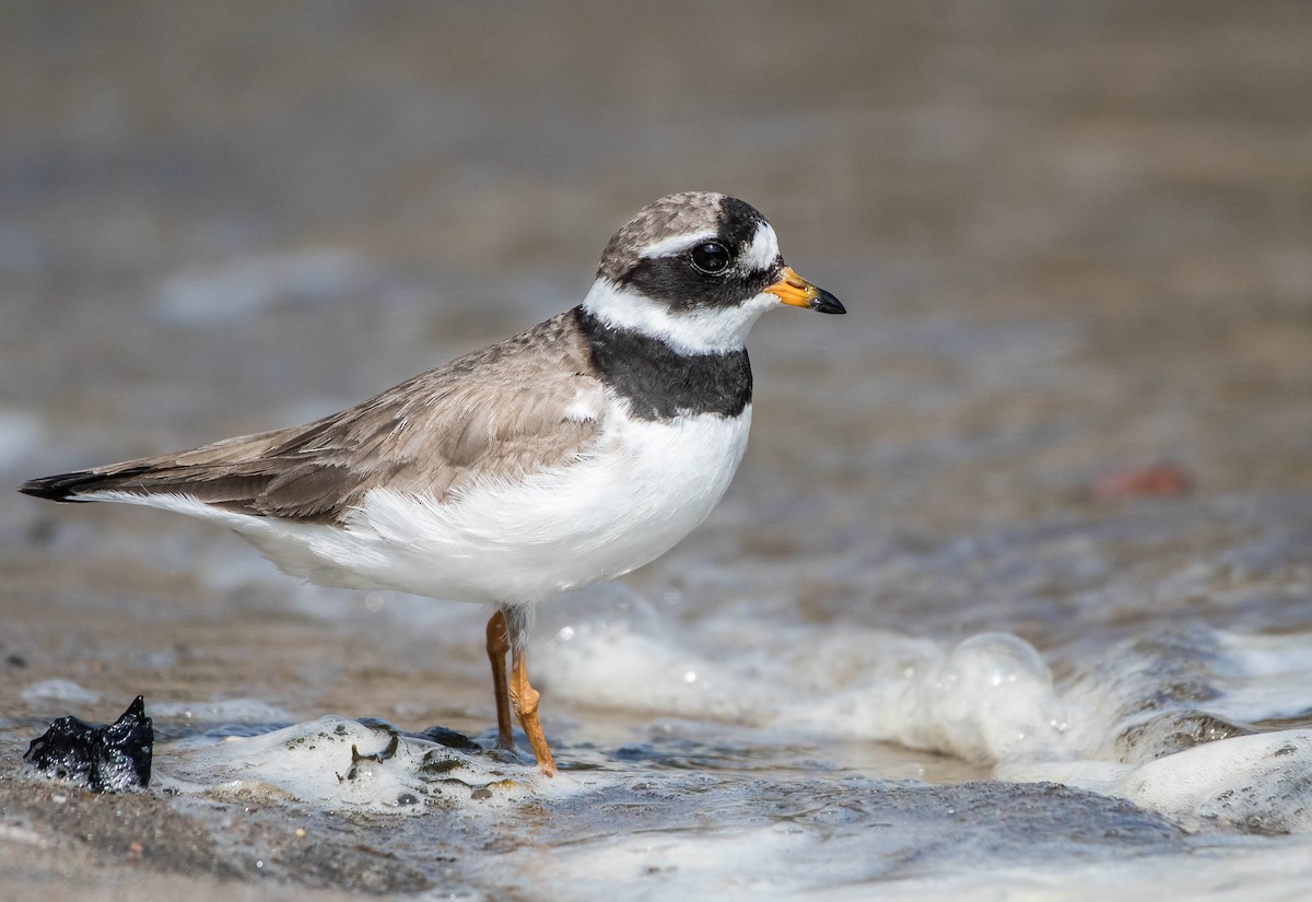 Common Ringed Plover - ML175509461