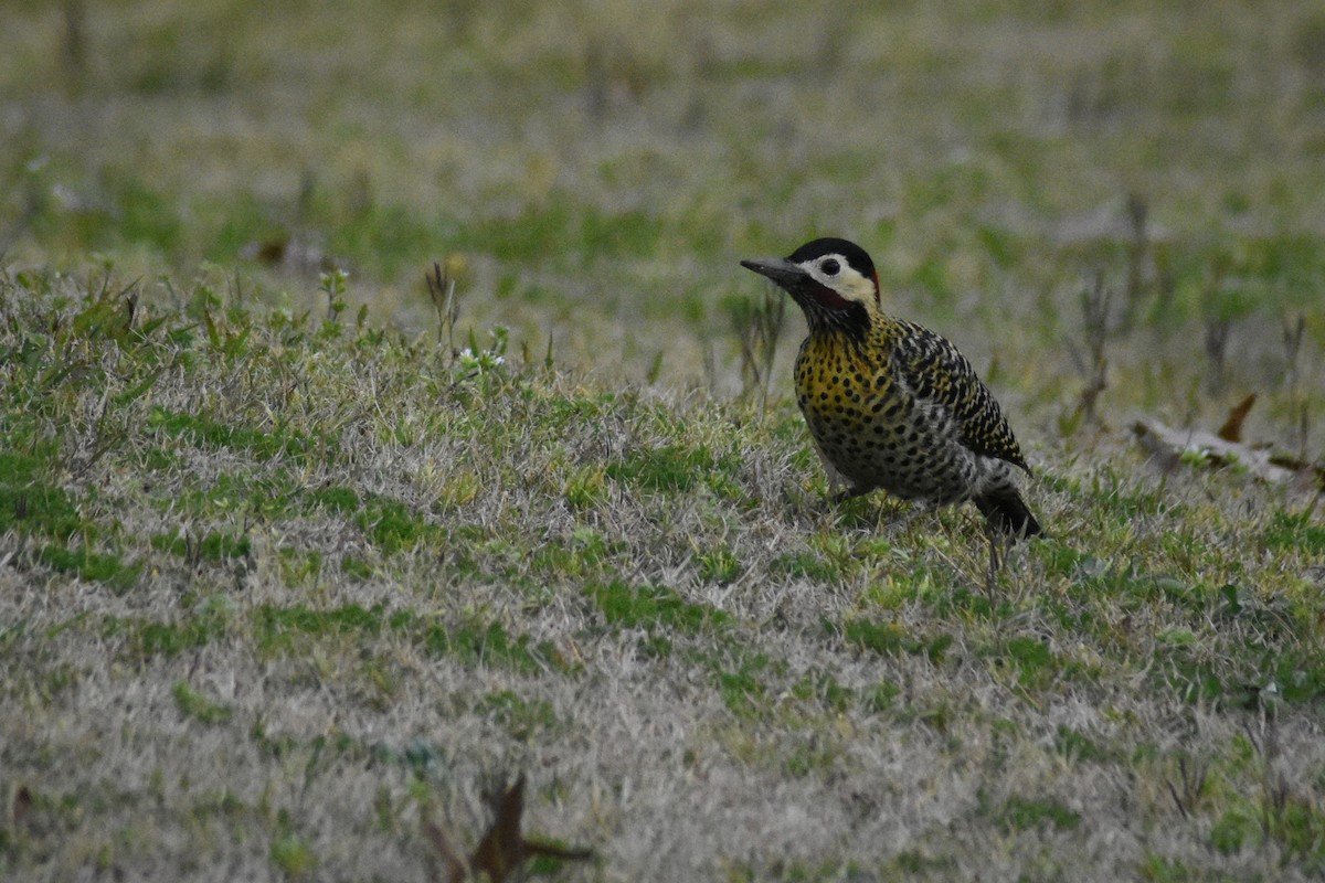 Green-barred Woodpecker - ADRIAN GRILLI