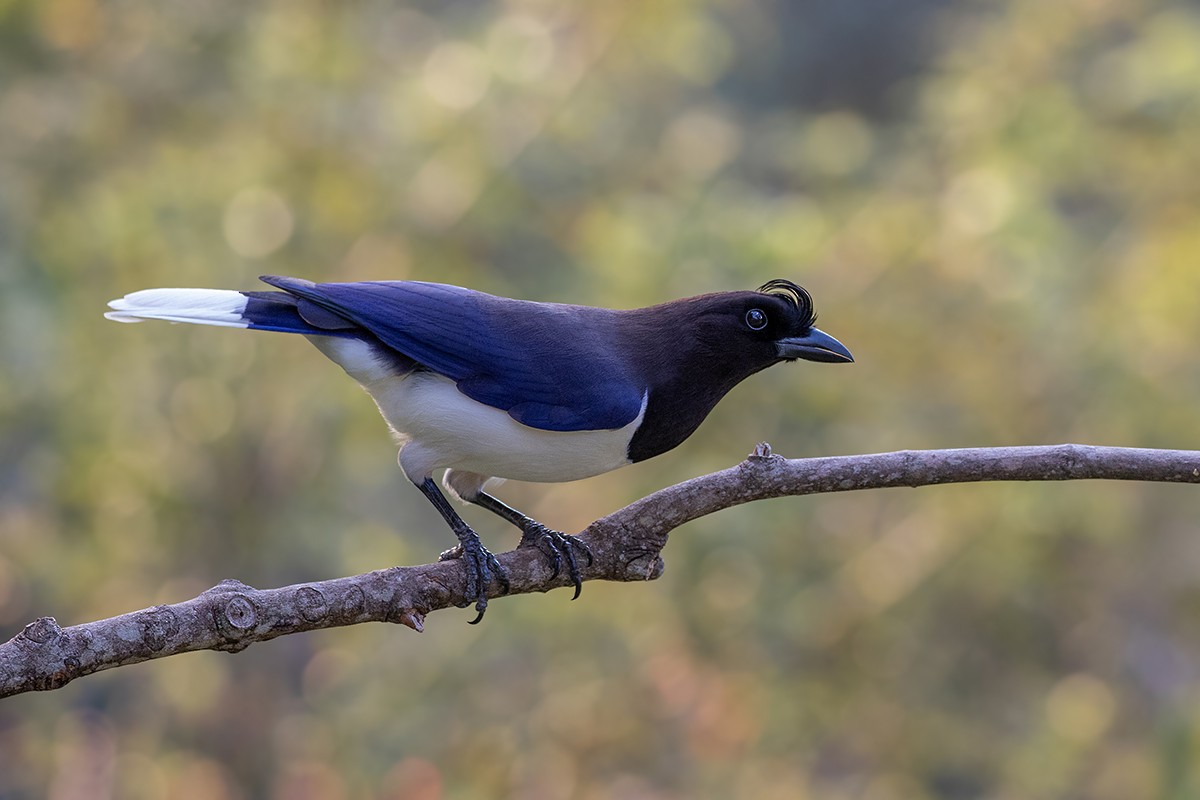 Curl-crested Jay - ML175516151